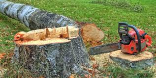 Best Tree Cabling and Bracing  in Thompsons Station, TN