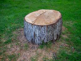 Best Arborist Consultation Services  in Thompsons Station, TN