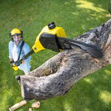 Best Emergency Tree Removal  in Thompsons Station, TN