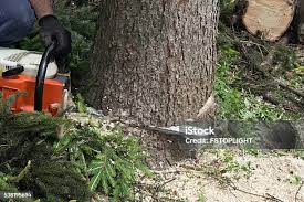 Best Storm Damage Tree Cleanup  in Thompsons Station, TN