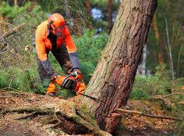 Best Tree and Shrub Care  in Thompsons Station, TN
