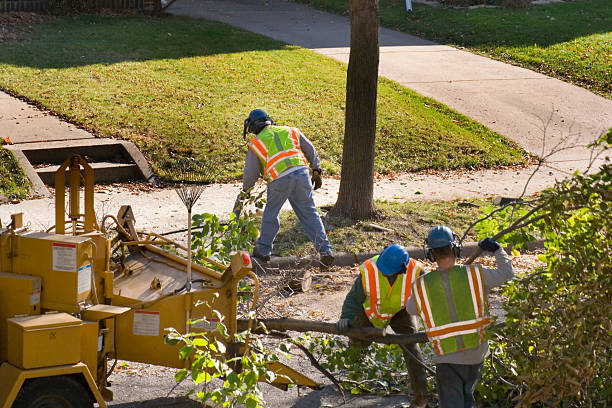  Thompsons Station, TN Tree Removal Pros
