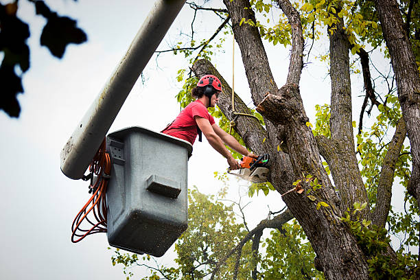 Best Palm Tree Trimming  in Thompsons Station, TN
